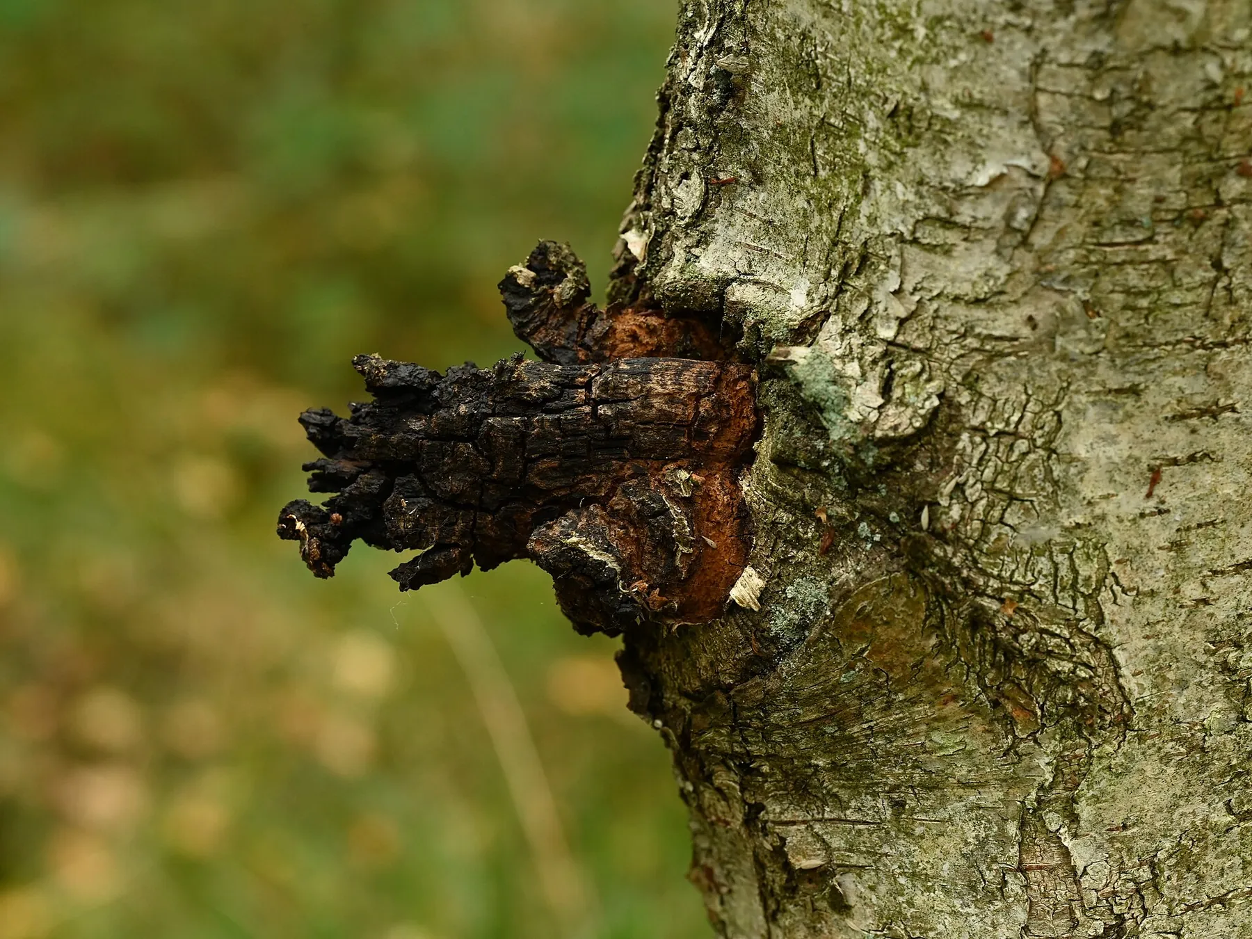 Inonotus obliquus — Chaga