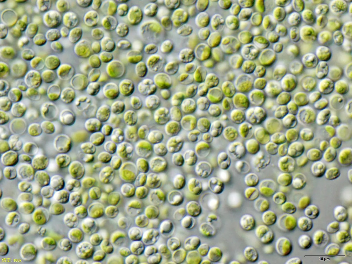 Chlorella spp. — Chlorella