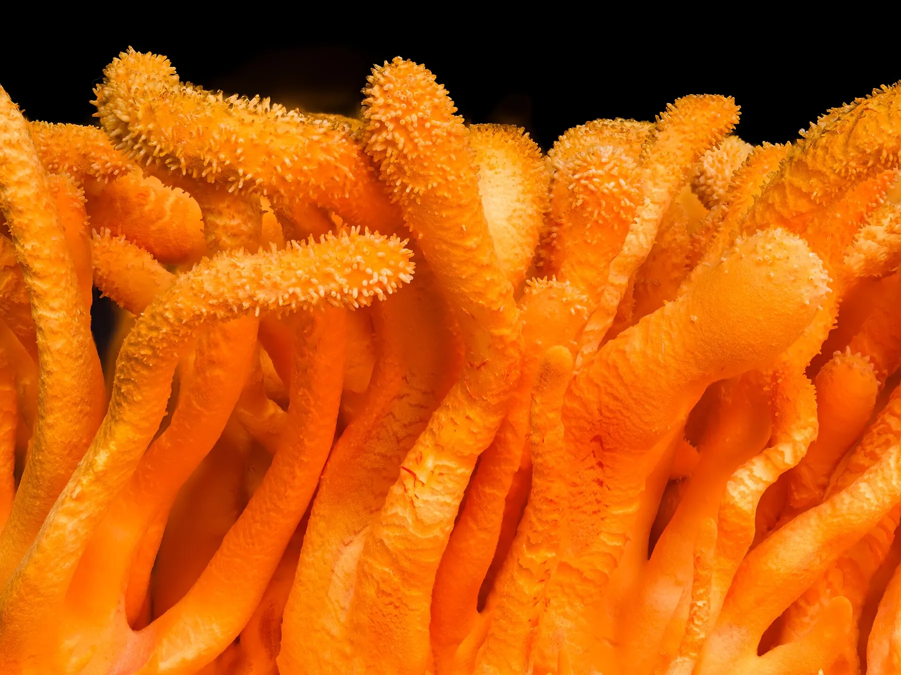 Cordyceps militaris — Cordyceps