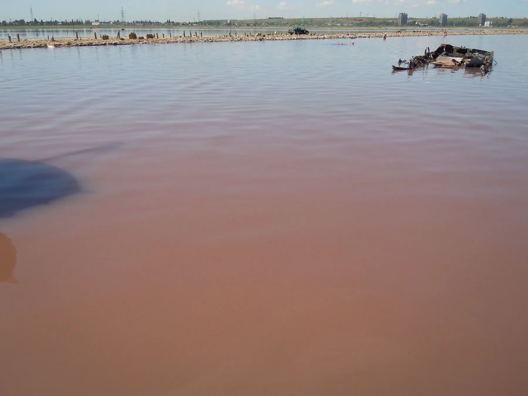 Dunaliella salina — Dunaliella