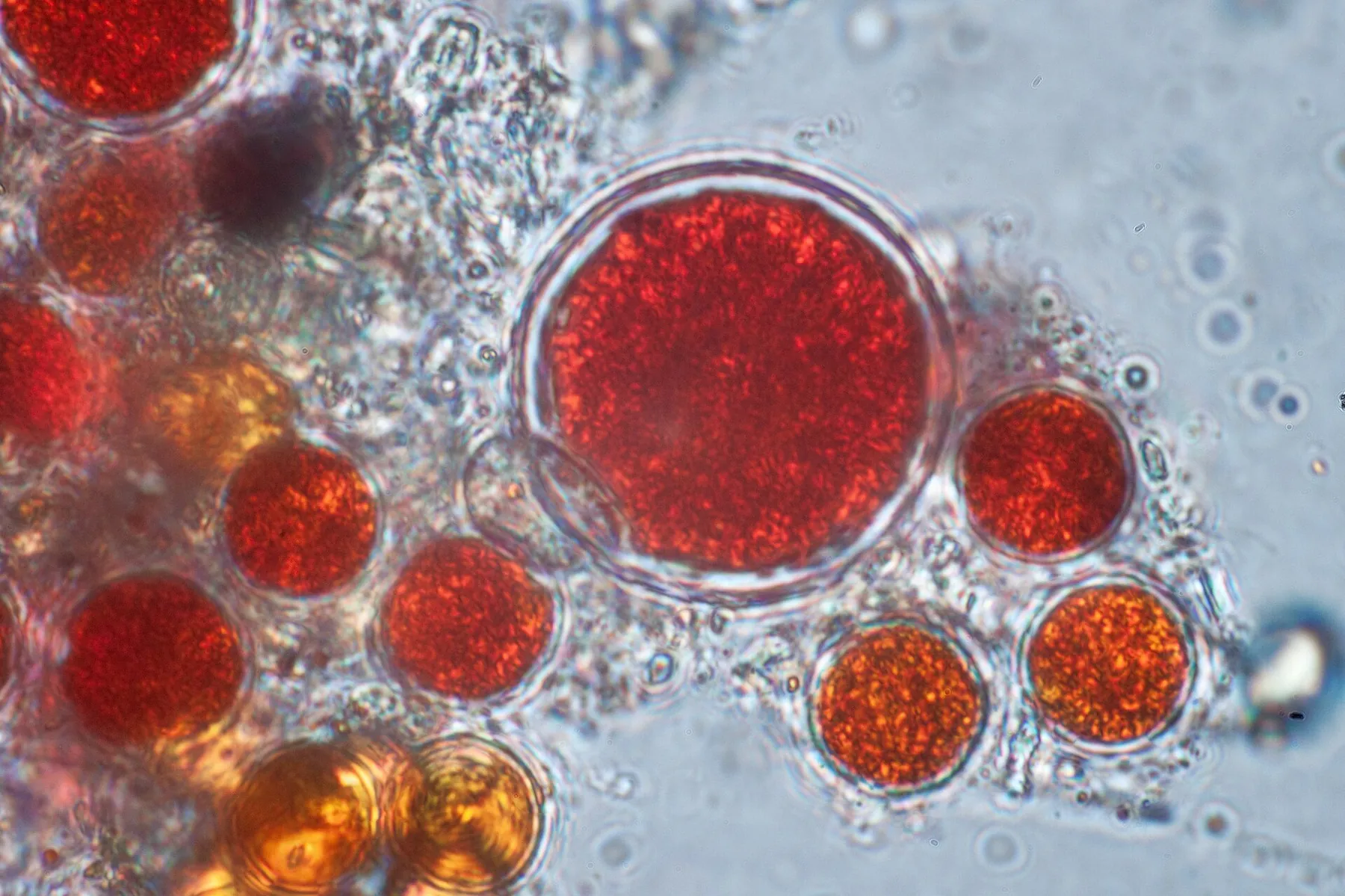 Haematococcus pluvialis — Haematococcus