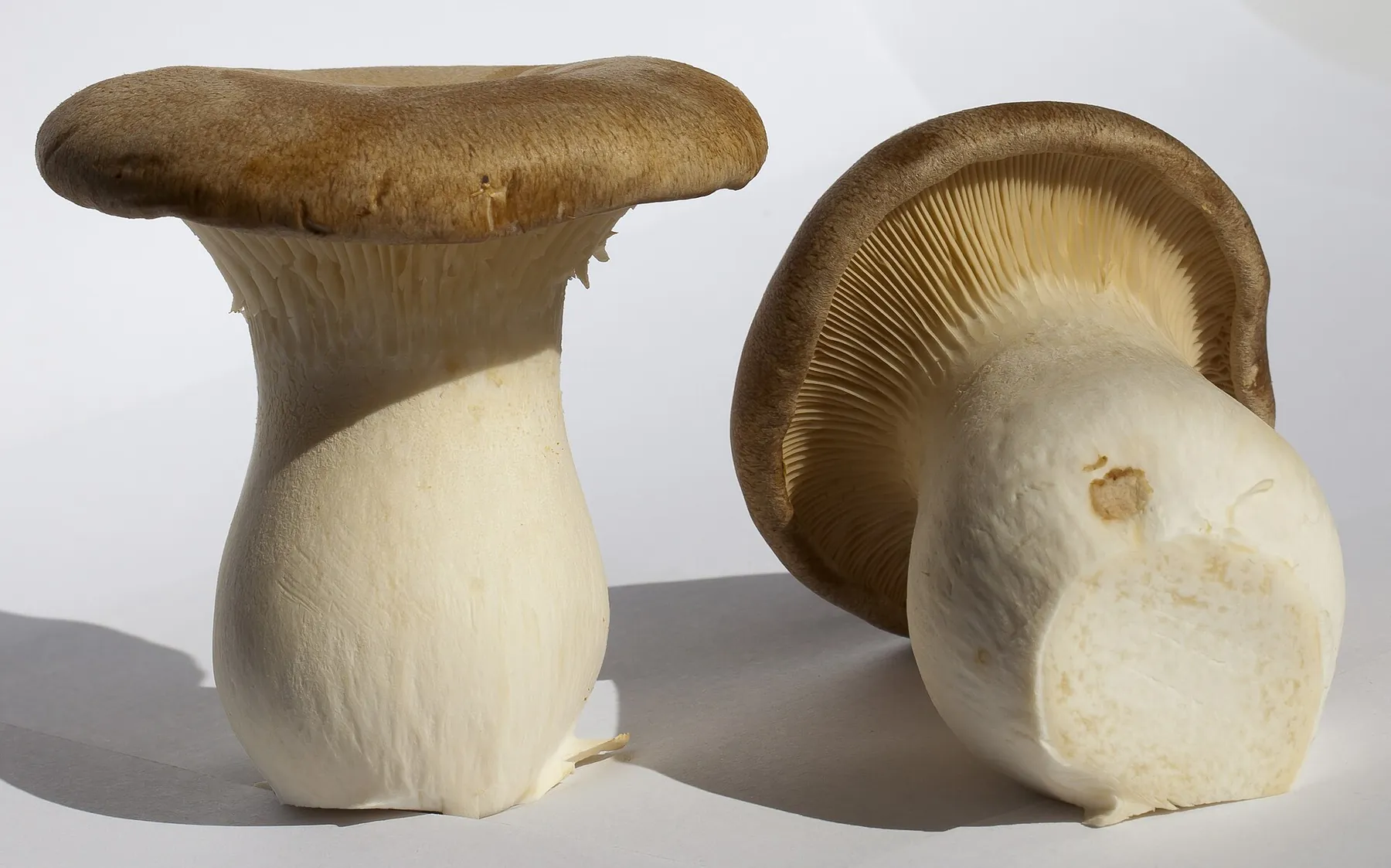 Pleurotus eryngii — King Oyster