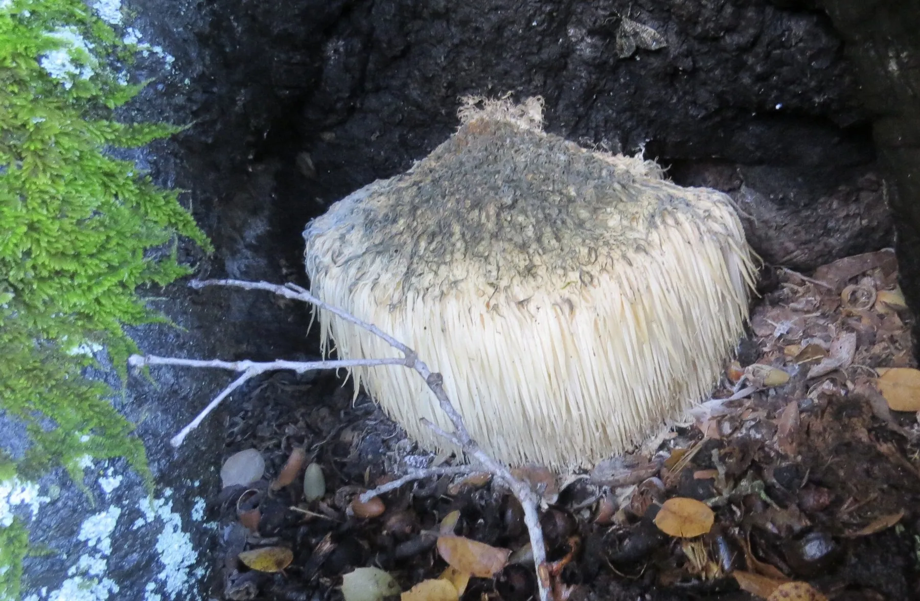 Hericium erinaceus — Lion's Mane