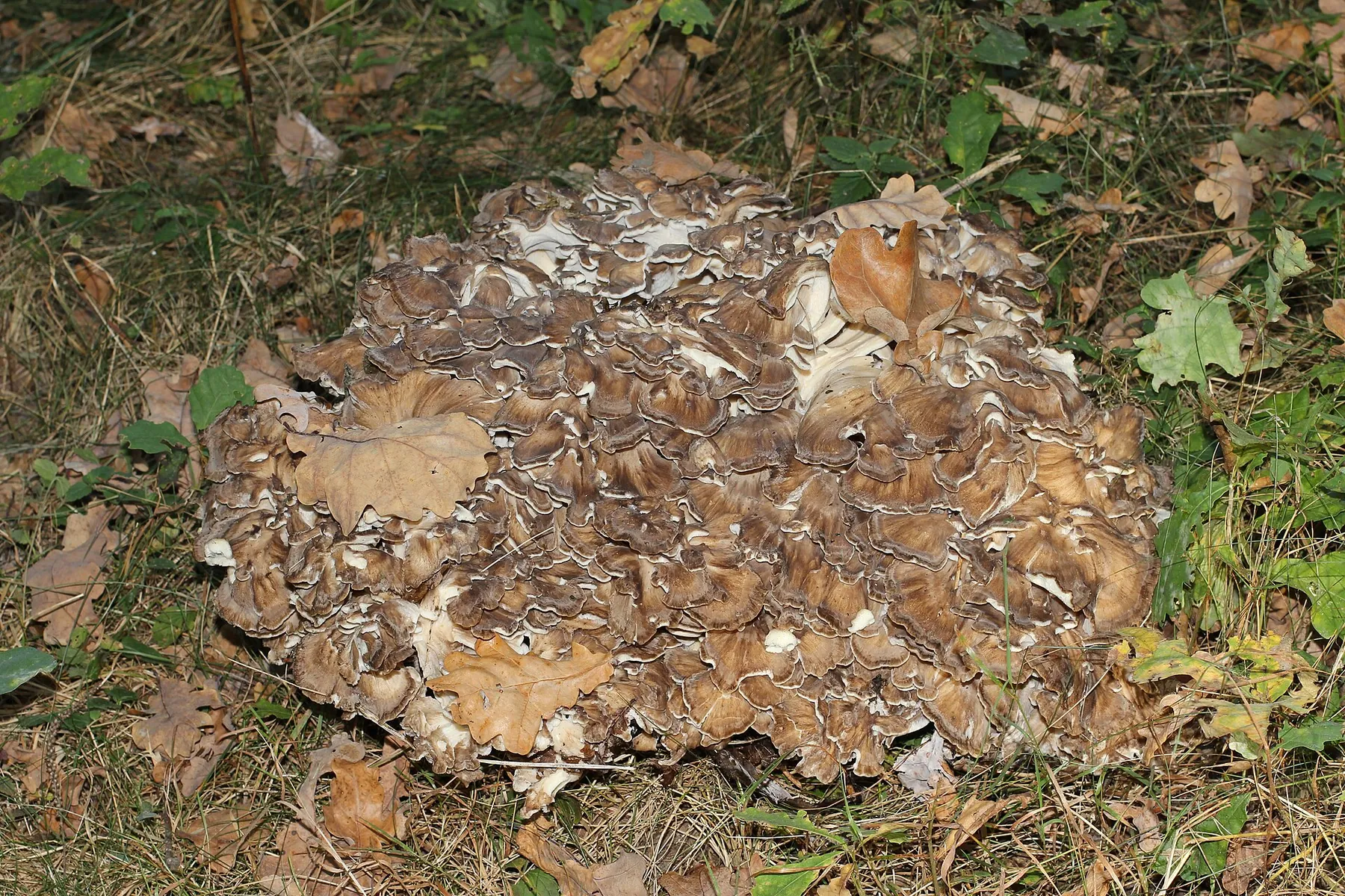 Grifola frondosa — Maitake