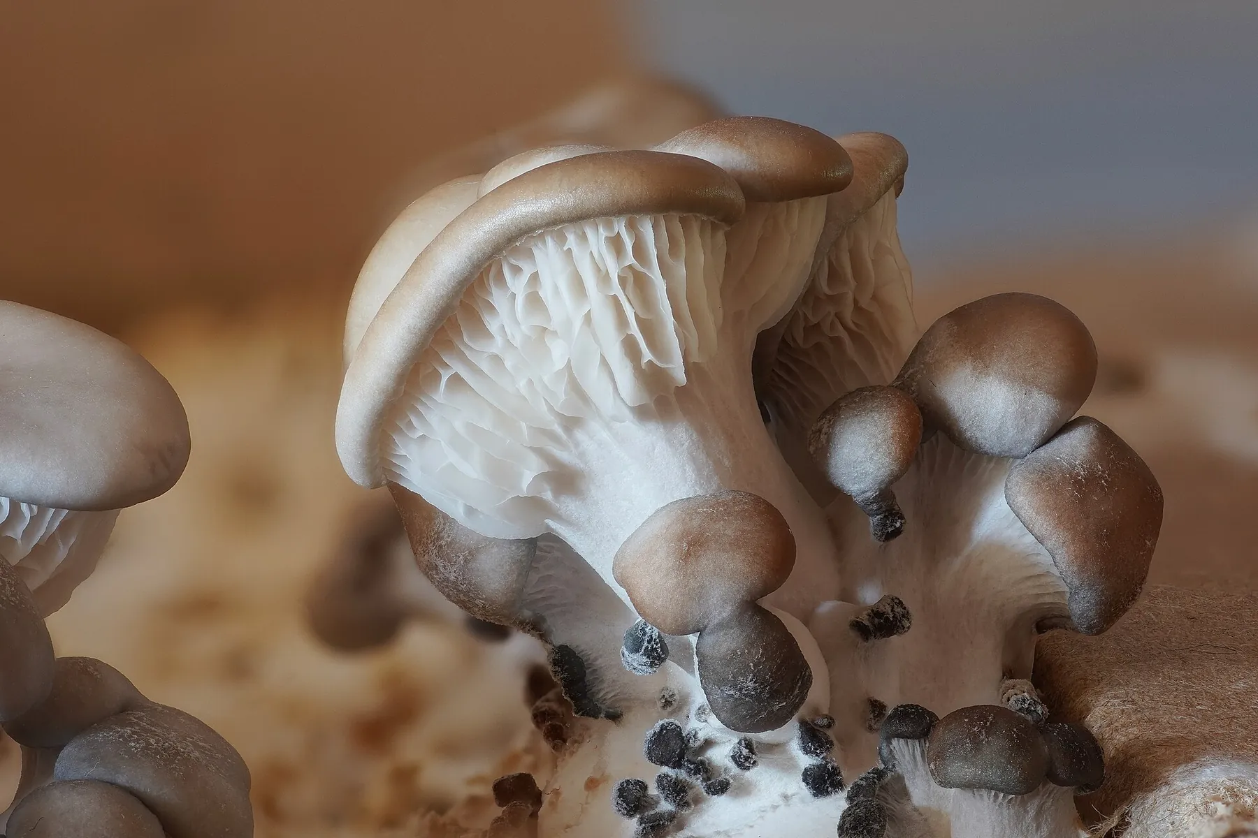 Pleurotus spp. — Oyster Mushroom