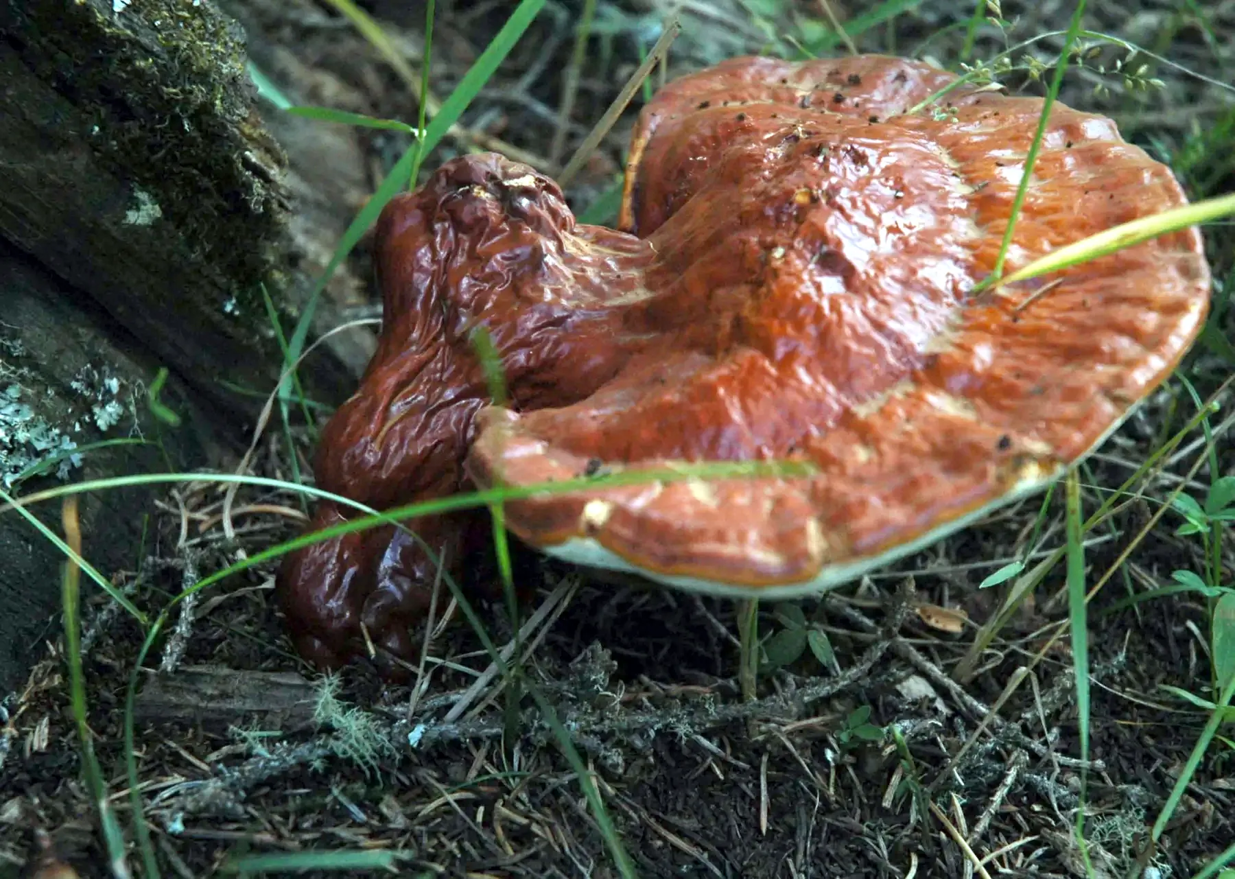 Ganoderma lucidum — Reishi