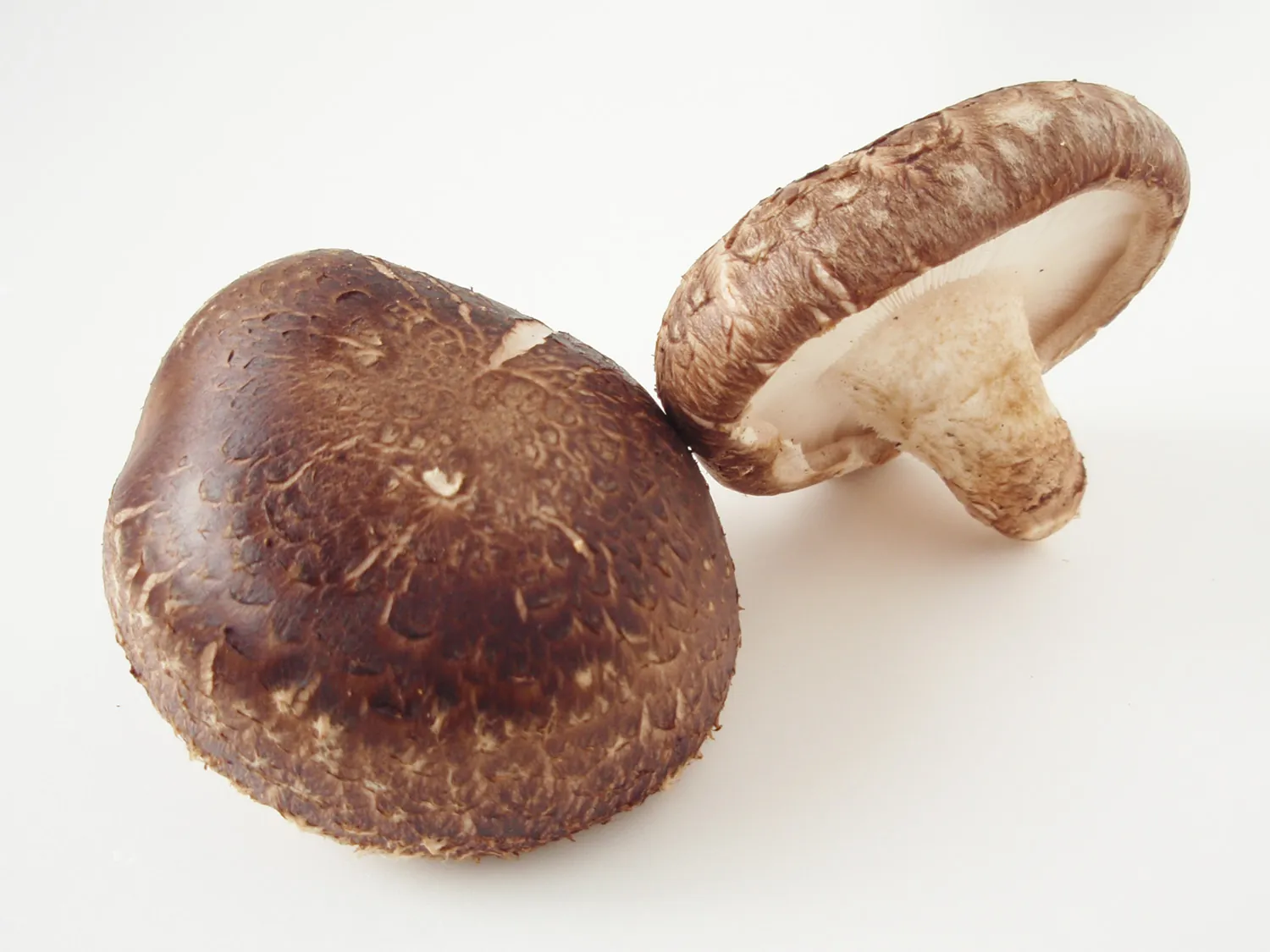 Lentinula edodes — Shiitake