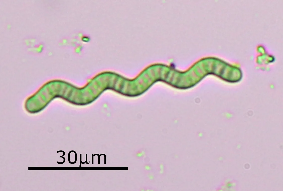 Arthrospira spp. — Spirulina