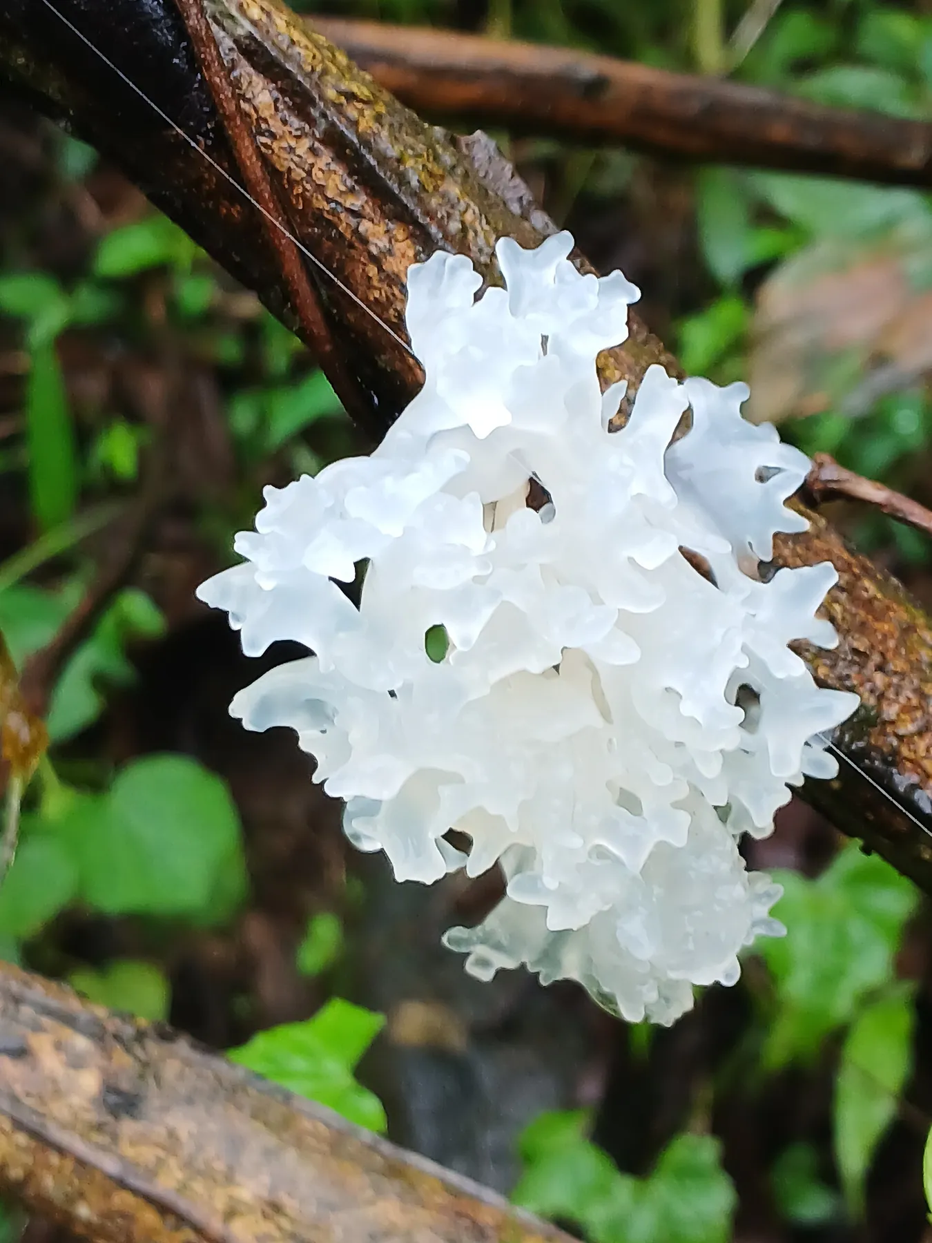 Tremella fuciformis — Tremella
