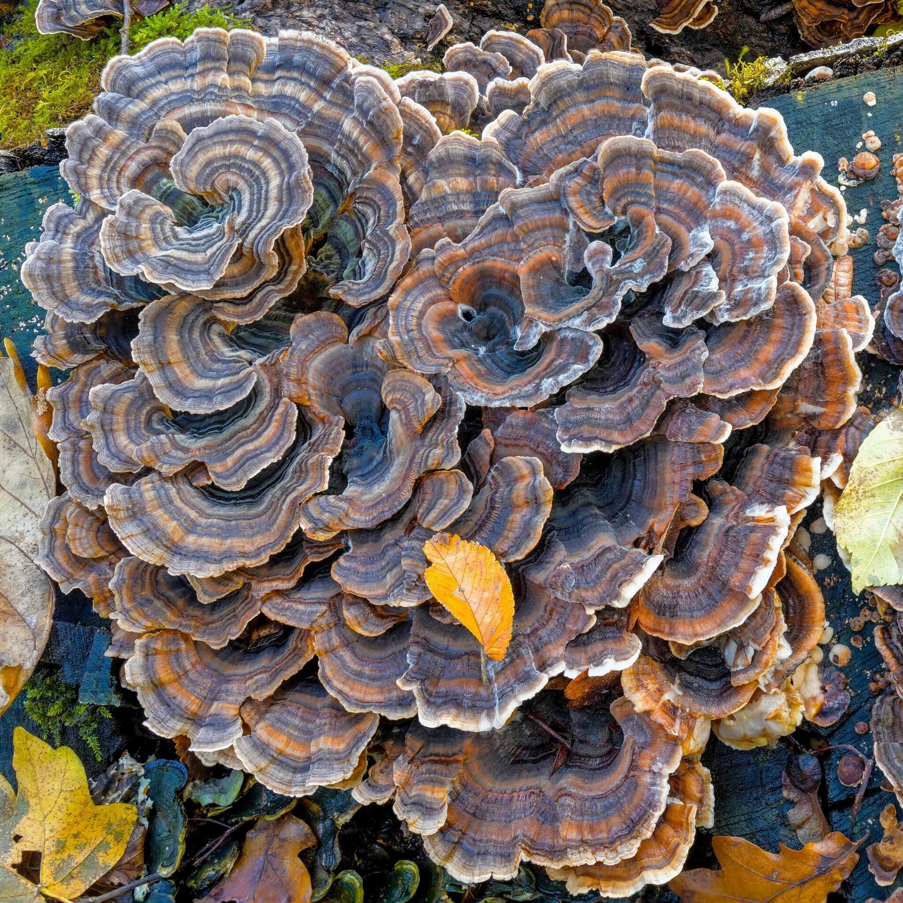 Trametes versicolor — Turkey Tail